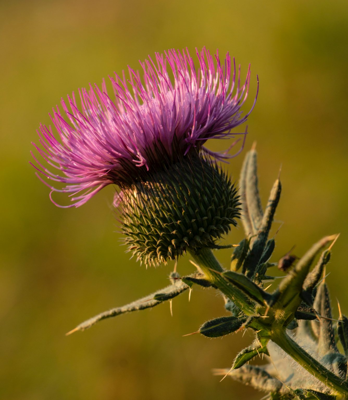 Pegasti Badelj Ceuta